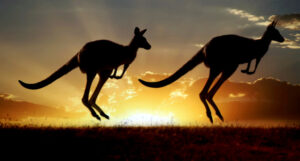 Kangaroos jumping in front of a vibrant sunset symbolizing agility and dynamic decision-making, representing AV empowering Australian family offices to make better investment decisions
